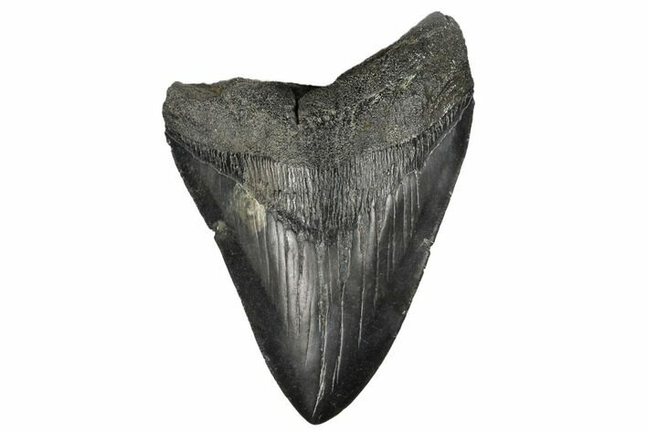 Bargain, Fossil Megalodon Tooth - South Carolina #182861